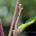 Inchworm