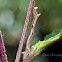 Inchworm