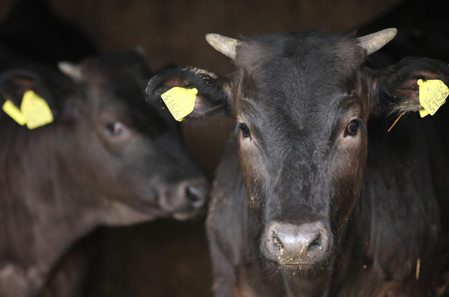 Japan has banned beef cattle shipments from areas nearby the stricken Fukushima nuclear plant as consumers and lawmakers accused the government of negligence in its handling of the crisis as more cows were found contaminated with radiation. Tomohiro Ohsumi / Bloomberg