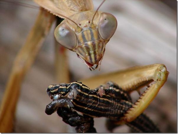 Louva-a-deus versus lagarto lizardjpg.img_assist_custom-600x451