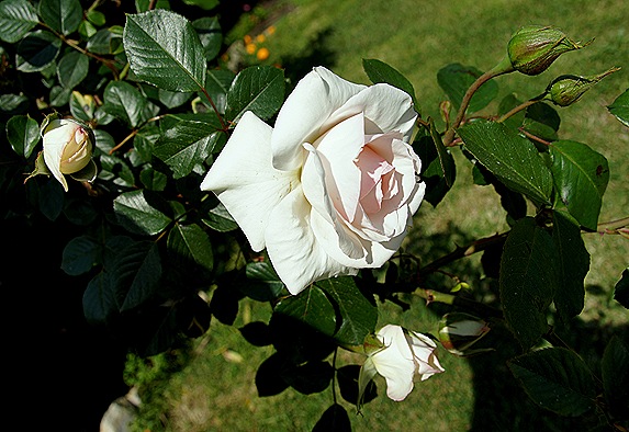 rosas brancas  1 - Gloria Ishizaka
