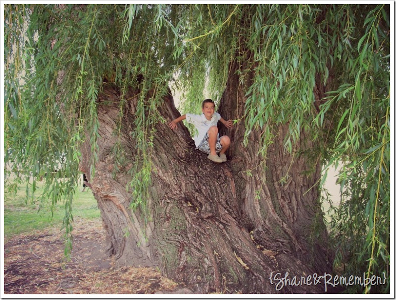 Brett big tree