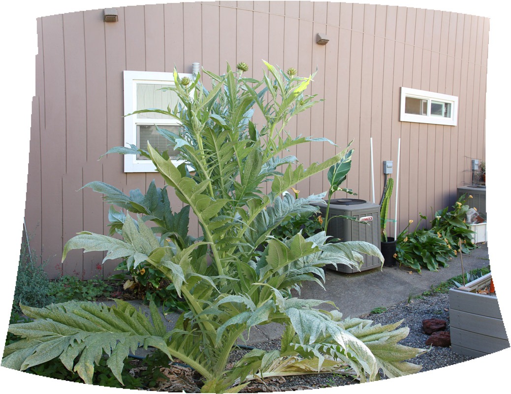 [120531_artichoke_pano%255B2%255D.jpg]