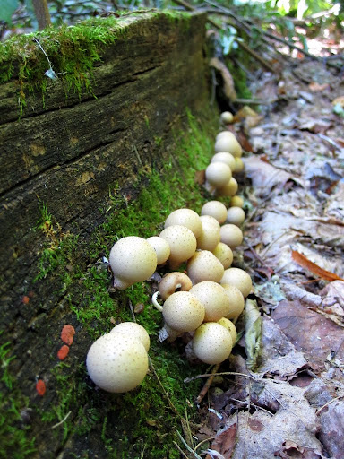 Ball like mushrooms near Twin lake trail