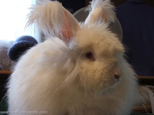 coelho angora peludo desbaratinando (10) coelho angora peludo desbaratinando (10)