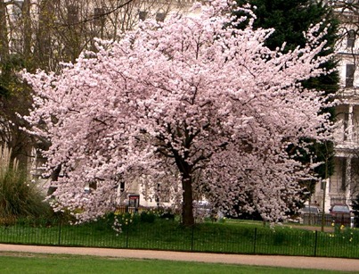 cherry_blossom_tree