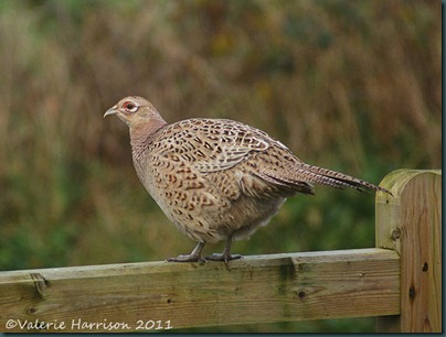 pheasant-on-gate