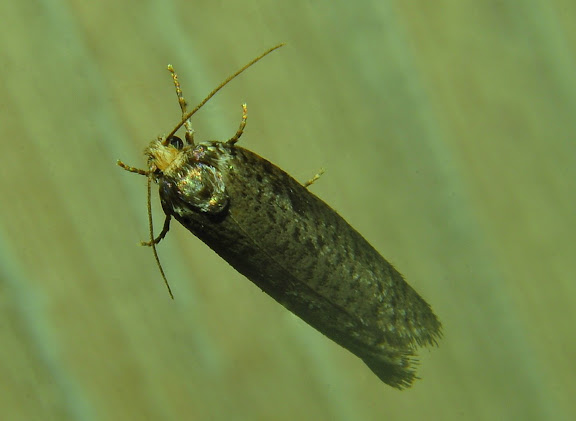 Probablement : Tortricidae : Tortricinae : Meritastis pyrosemana MEYRICK, 1881. . Umina Beach (NSW, Australie), 3 avril 2011. Photo : Barbara Kedzierski