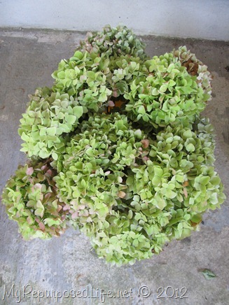drying hydrangeas (2) drying hydrangeas (2)
