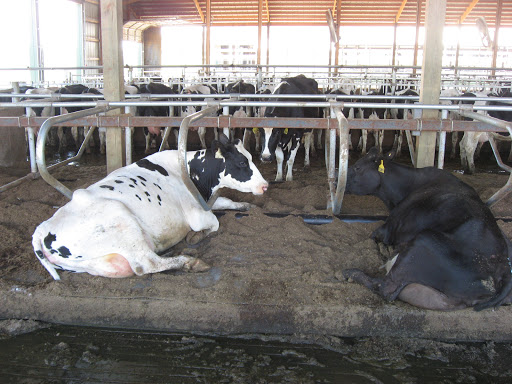 Cows on Dried Manure Solid bedding