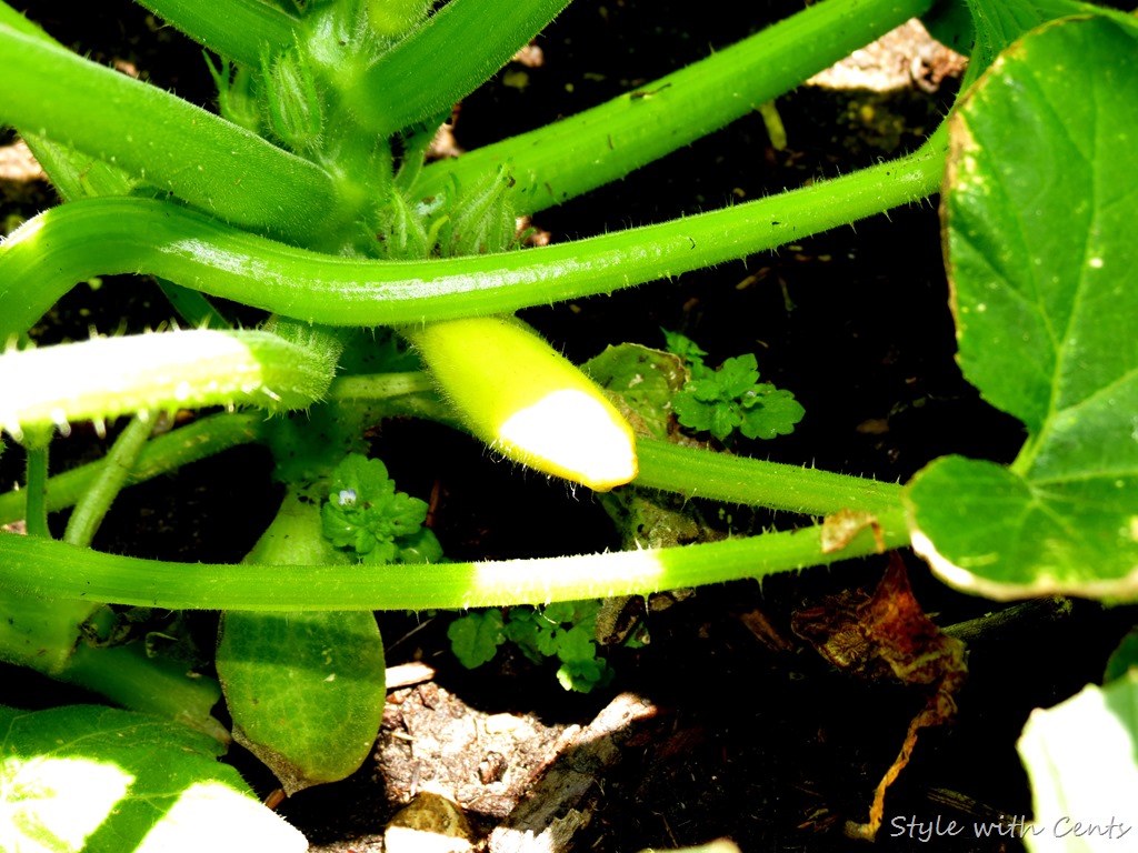 [Miracle%2520Grow%2520Gardening%2520...%2520IT%2520WORKS%2521%2520Two%2520dollars%2520a%2520week.%2520www.stylewithcents.blogspot.com%252018%255B9%255D.jpg]