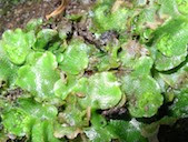 Lunularia cruciata