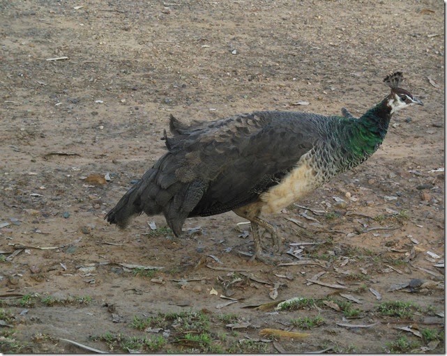 Peahen Burdekin