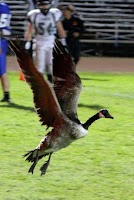 NCS2 Miramonte_1533.JPG