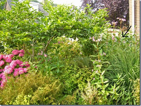 tuin-1 tuin-1