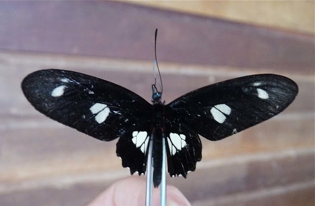 Parides chabrias ygdrasilla HEMMING, 1935, mâle. Rivière Comté (Guyane), 5 janvier 2012. Photo : C. Chazal