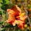 Rose de Chine (Hibiscus)