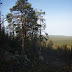 Puita Sallatunturissa_Erja Ihamäki.JPG