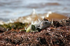 Iguana-2
