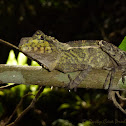 SouthernAngle-headed Dragon