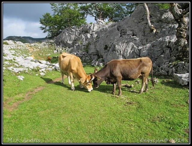 Picos 570 Picos 570