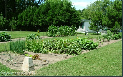 garden overview0623 garden overview0623