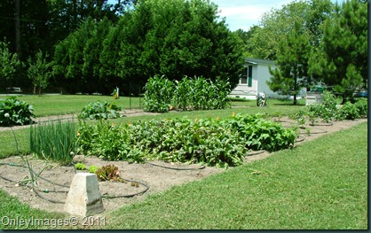 garden overview0623