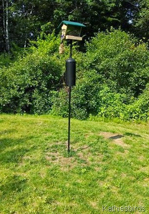 7-18-14 bird feeder pole