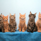 The Sinatra Litter @ 12 weeks all1-tjek.jpg