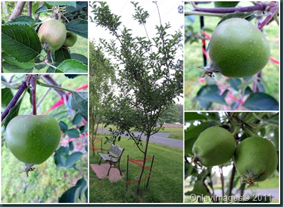 apple tree collage0523