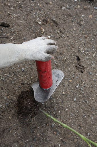 Francesca, lend a paw - I need some more leverage!