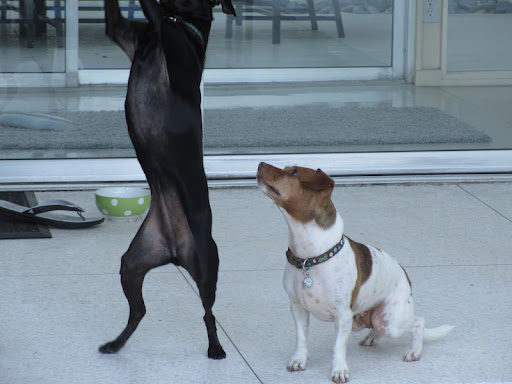 They literally jump for joy!