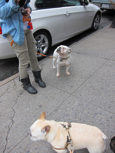 Look, Francesca!  It's that other kind of bulldog - the English version!