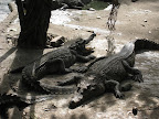 Scary alligators