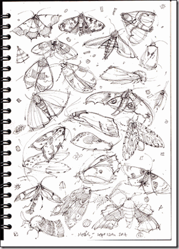 many-moths