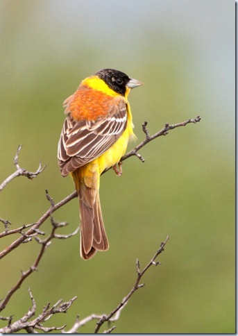 black-headed bunting