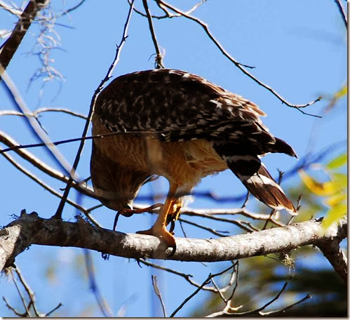 Osprey 1