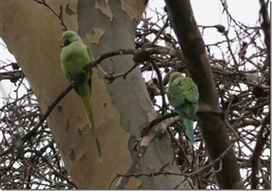 paris 2012 parrots in parc mont sourris 121912 00000