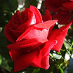 DSCF0492a.jpg