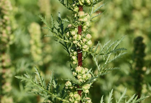 Artemisia Biennis
