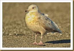 - Iceland GullROT_0427 December 16, 2011 NIKON D3S