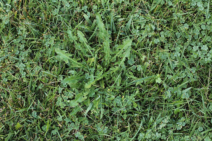 [110813_lawn1%255B2%255D.jpg]