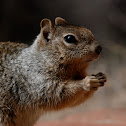 Rock Squirrel