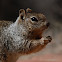Rock Squirrel