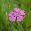 DSC03907.jpg