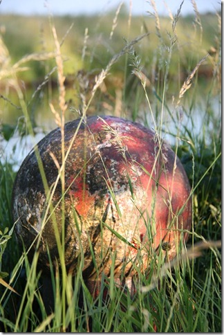 paddestoel
