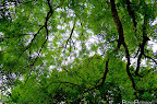Trees in Moneygall on Saturday, June 25, 2011 at 7:17 AM. Taken with my NIKON D7000 using f/2.8 at 1/750 sec on ISO 200 with my lens.