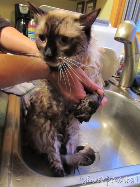 wetcatsm