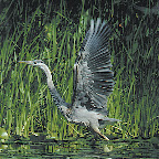 Parc de la Rivière-des-Mille-Îles