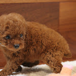 dog612-5.jpg
